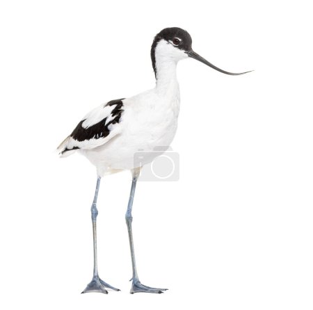 Téléchargez les photos : Pied avocet, Recurvirostra avosetta,  black and white wader, stilt family, isolated on white - en image libre de droit