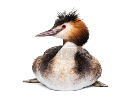 Photo for Great crested grebe, Podiceps cristatus, isolated on white - Royalty Free Image