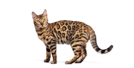 Foto de Standing brown bengal cat, side view, isolated on white - Imagen libre de derechos