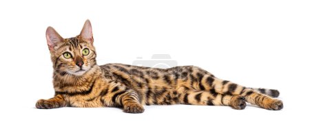 Téléchargez les photos : Bengal cat lying down, isolated on white - en image libre de droit