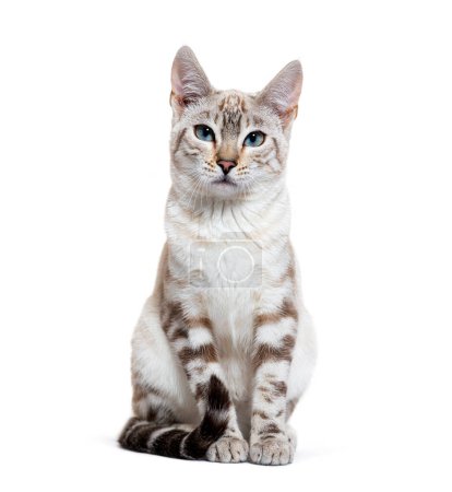 Photo for Snow lynx Bengal cat facing the camera, isolated on white - Royalty Free Image