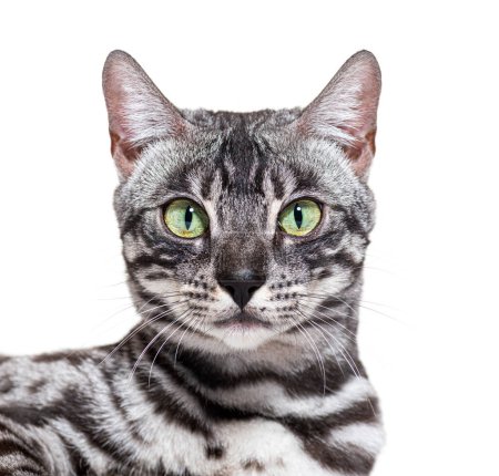 Foto de Close-up on a green eyed silver Bengal cat, isolated on white - Imagen libre de derechos