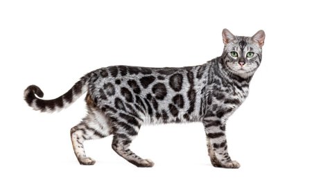 Foto de Vista lateral de un gato de bengala plateado, de pie y mirando a la cámara, frente a un fondo blanco - Imagen libre de derechos