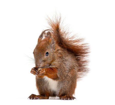 Téléchargez les photos : Écureuil roux d'Eurasie mangeant une noix, sciurus vulgaris, âgé d'un an, isolé sur blanc - en image libre de droit