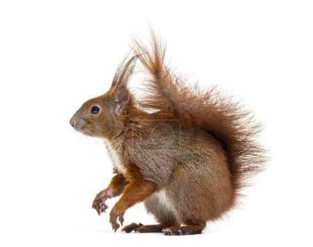 Téléchargez les photos : Side view of a Eurasian red squirrel looking at the camera, sciurus vulgaris, one year old, isolated on white - en image libre de droit