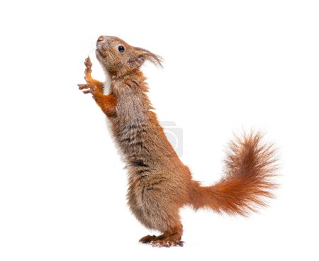 Téléchargez les photos : Vue latérale d'un écureuil roux d'Eurasie sur les pattes postérieures levant les yeux, sciurus vulgaris, isolé sur blanc - en image libre de droit