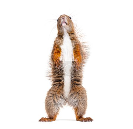 Téléchargez les photos : Eurasian red squirrel on hind legs looking up, sciurus vulgaris, isolated on white - en image libre de droit