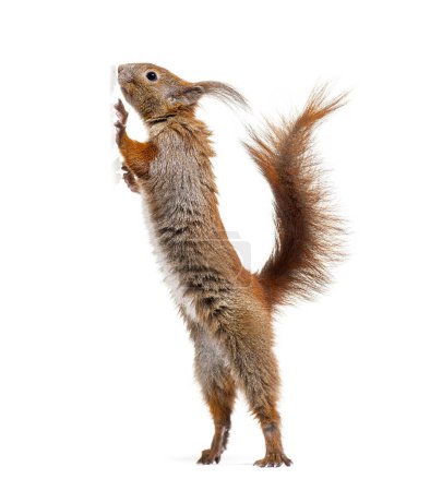 Téléchargez les photos : Eurasian red squirrel on hind legs looking up, sciurus vulgaris, isolated on white - en image libre de droit