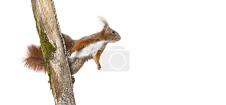 Photo for Eurasian red squirrel climbs a tree branch by clinging to the bark with its claws, sciurus vulgaris, isolated on white - Royalty Free Image