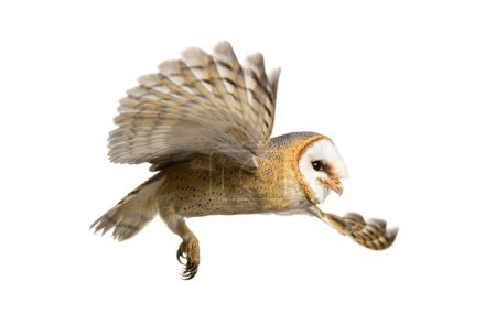 Foto de Side view of a Barn Owl, nocturnal bird of prey, flying wings spread, Tyto alba, isolated on withe - Imagen libre de derechos