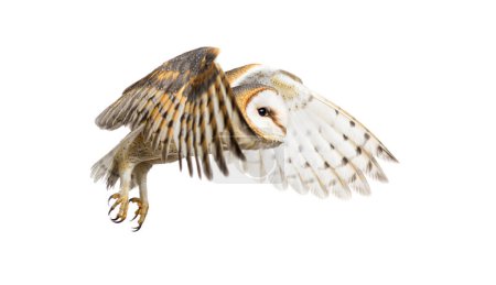 Téléchargez les photos : Side view of a Barn Owl, nocturnal bird of prey, flying wings spread, Tyto alba, isolated on withe - en image libre de droit