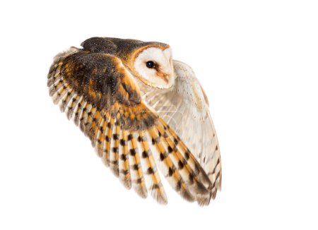 Foto de Side view of a Barn Owl, nocturnal bird of prey, flying wings spread, Tyto alba, isolated on withe - Imagen libre de derechos