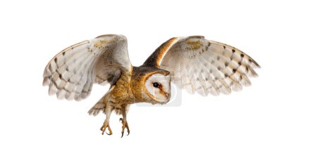 Téléchargez les photos : Side view of a Barn Owl, nocturnal bird of prey, flying wings spread, Tyto alba, isolated on withe - en image libre de droit