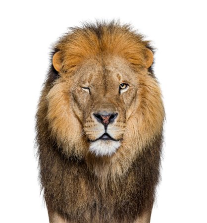 Porträt eines männlichen erwachsenen Löwen, der in die Kamera zwinkert, Panthera leo, isoliert auf weiß