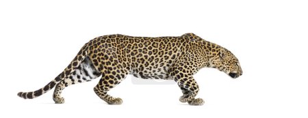 Foto de Vista lateral de un leopardo manchado alejándose, Panthera pardus, aislado en blanco - Imagen libre de derechos