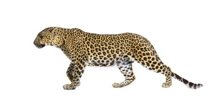 Foto de Vista lateral de un leopardo manchado alejándose, Panthera pardus, aislado en blanco - Imagen libre de derechos