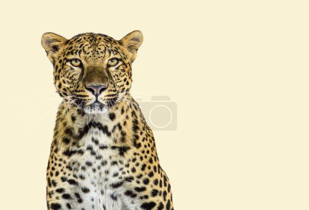 Foto de Foto de la cabeza, retrato de un leopardo manchado frente a la cámara sobre un fondo de crema pastel - Imagen libre de derechos