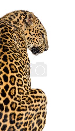 Téléchargez les photos : Vue arrière d'un léopard tacheté regardant sur le côté, isolé sur blanc - en image libre de droit