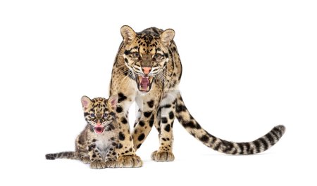 Photo for Mother Clouded leopard and her cub, Neofelis nebulosa, isolated on white - Royalty Free Image