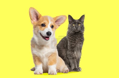 Foto de Gato y perro sentados juntos, gato mapache principal y cachorro galés Corgi Pembroke mirando a la cámara, aislados en amarillo - Imagen libre de derechos