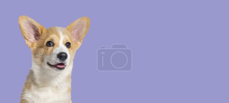 Téléchargez les photos : Prise de vue de tête d'un chiot gallois haletant heureux Corgi Pembroke regardant la caméra, isolé sur violet, bannière web - en image libre de droit