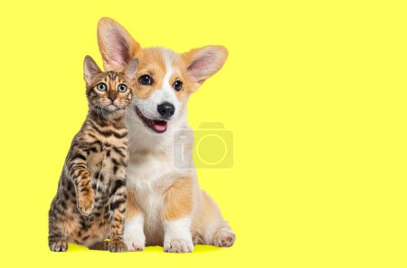 Foto de Gato y perro sentados juntos, Cachorro galés Corgi y gato de bengala mirando a la cámara, aislados en amarillo - Imagen libre de derechos