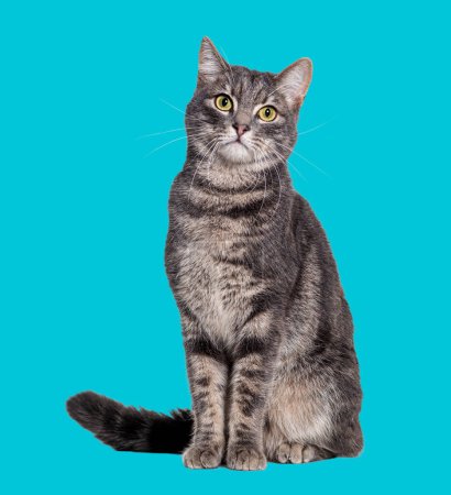 Foto de Gato tabby gris sentado y mirando a la cámara, aislado en azul - Imagen libre de derechos