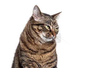 Photo for Head shot of a Tabby crossbreed cat looking sad, isolated on white - Royalty Free Image