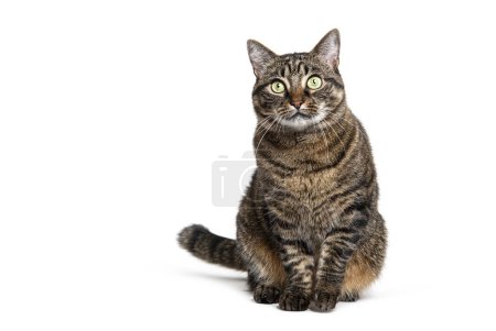 Foto de Tabby gato cruzado esperando, sentado mirando hacia otro lado con envidia, aislado en blanco - Imagen libre de derechos