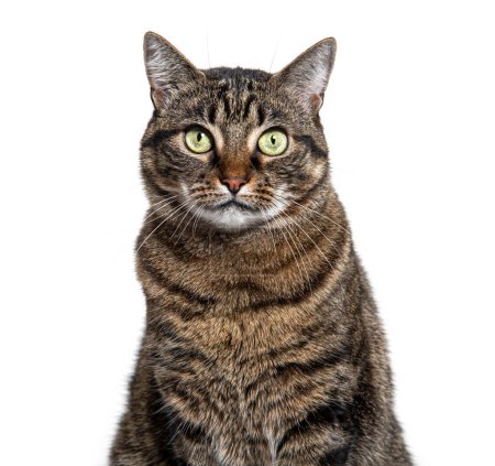 Photo for Head shot of a Tabby crossbreed cat looking at camera, isolated on white - Royalty Free Image