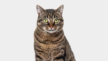 Téléchargez les photos : Vue de tête d'un chat de race croisée Tabby regardant la caméra sur un fond gris - en image libre de droit