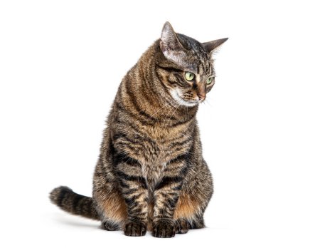 Photo for Tabby crossbreed cat sitting looking away with a defiant or questioning look, isolated on white - Royalty Free Image