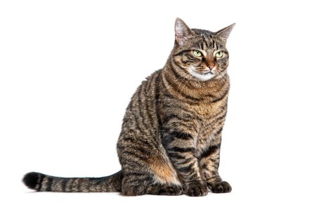 Téléchargez les photos : Tabby chat croisé assis regardant loin avec un regard de défi ou d'interrogation, isolé sur blanc - en image libre de droit