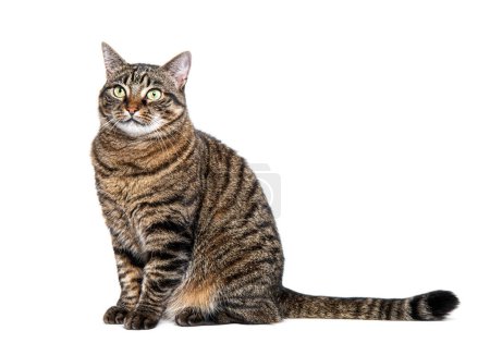 Téléchargez les photos : Tabby chat croisé attendant, assis à regarder loin avec envie, isolé sur blanc - en image libre de droit