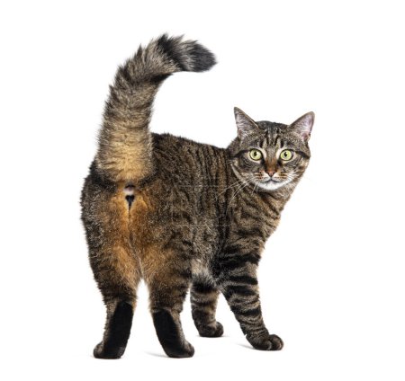 Foto de Vista trasera de un gato cruzado de rayas Tabby mirando a la cámara, aislado en blanco - Imagen libre de derechos