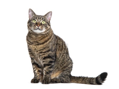 Téléchargez les photos : Tabby chat croisé assis devant et levant les yeux, isolé sur blanc - en image libre de droit