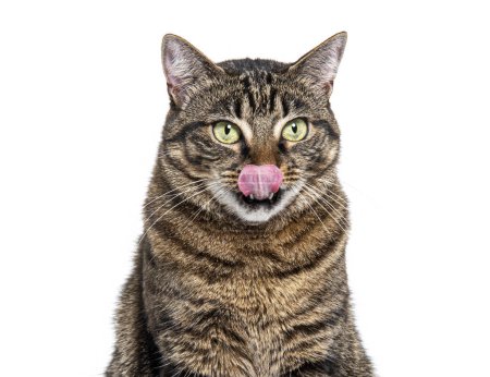 Foto de Cabeza de un gato cruzado Tabby rayado lamiéndose los labios esperando comida, aislado en blanco - Imagen libre de derechos
