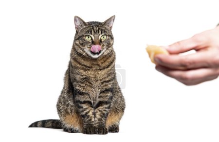 Photo for Tabby crossbreed cat licking its lips, looking a hand with food, isolated on white - Royalty Free Image