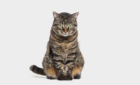 Téléchargez les photos : Tabby chat croisé assis devant et regardant la caméra, isolé sur fond gris - en image libre de droit