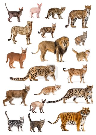 Téléchargez les photos : Affiche éducative de plusieurs races et espèces de chats, sauvages et domestiques, isolé sur blanc - en image libre de droit