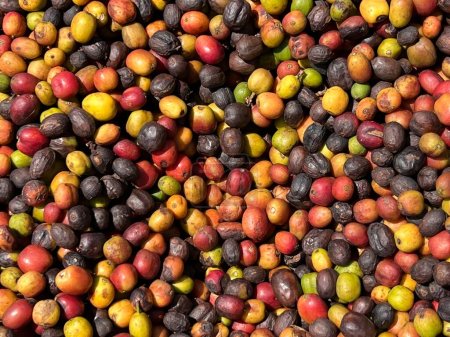 Photo for Ethiopian red and green coffee cherries lying to dry in the sun. This process is the natural process. Bona Zuria, Ethiopia - Royalty Free Image