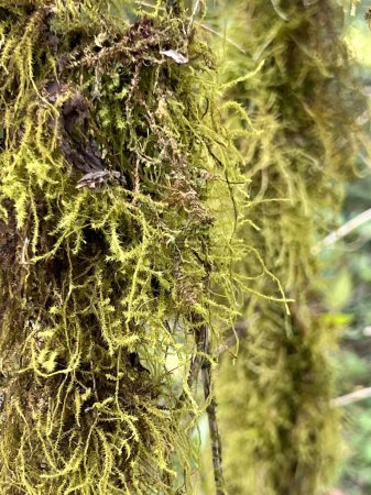 Photo for Close-up on moss in an Ethiopian forest - Royalty Free Image