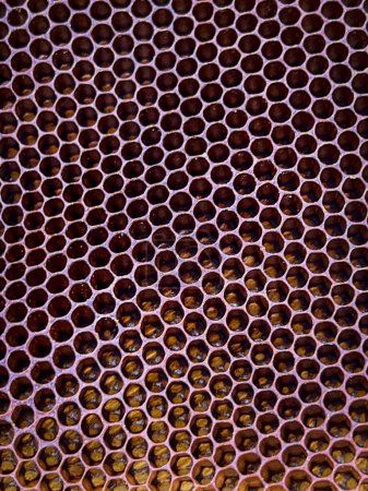 Foto de Primer plano de un panal de abejas naturales hecho por abejas silvestres - Imagen libre de derechos