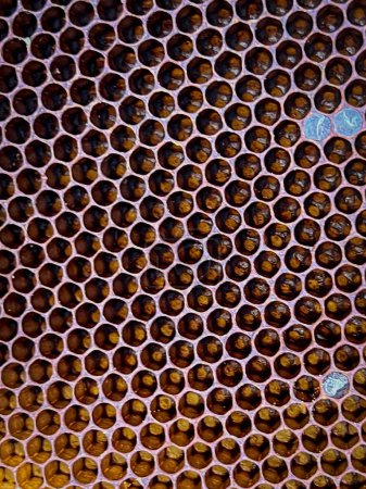 Photo for Close-up of a natural bee comb made by wild bees - Royalty Free Image