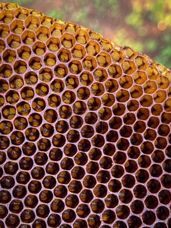 Foto de Primer plano de un panal de abejas naturales hecho por abejas silvestres - Imagen libre de derechos