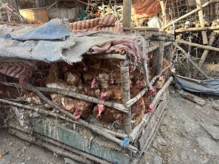 Foto de Pollos amontonados en sucias jaulas antihigiénicas de madera y alambre esperando ser vendidas en el mercado interior en Addis Abeba, Etiopía, África - Imagen libre de derechos