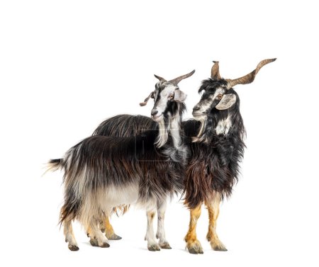 Téléchargez les photos : Chèvre Nicastrese mâle et femelle, chèvre domestique de calabre, chèvre italienne, calabre, isolée sur blanc - en image libre de droit