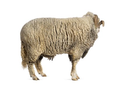 Photo for Ram Sopravissana sheep looking back  with big horns, isolated on white - Royalty Free Image