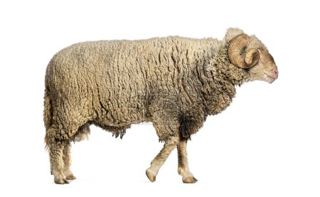Téléchargez les photos : Ram Sopravissana mouton avec de grandes cornes s'éloignant, isolé sur blanc - en image libre de droit