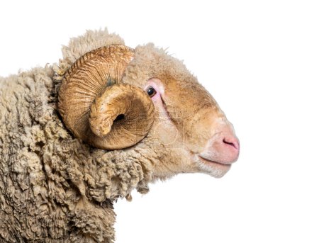 Téléchargez les photos : Profil, prise de vue de tête d'un mouton Ram Sopravissana avec de grandes cornes, isolé sur blanc - en image libre de droit
